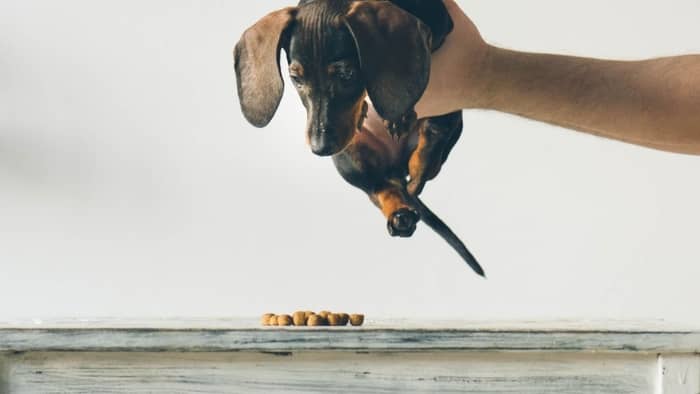 Best Dry Food For Dachshund Puppies