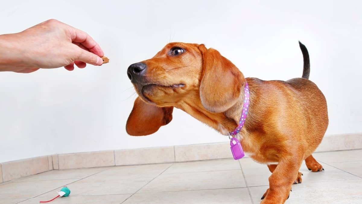 what is the best natural dachshund chewable food