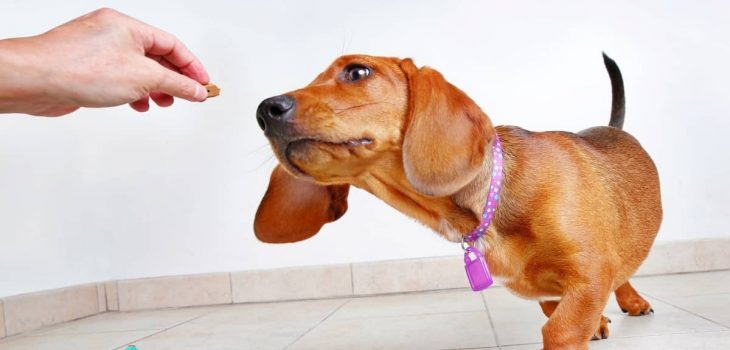Best Treats For Dachshunds – Different Types, Precautions, And Suggestions