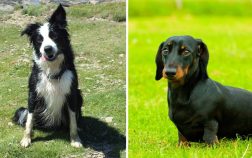 Border Collie And Dachshund Mix – The Adorable Genius