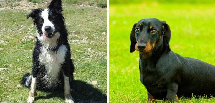 Border Collie And Dachshund Mix – The Adorable Genius