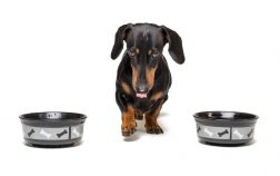 Changing Dog Food Within The Same Brand – The Why, When, And How