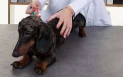 Dachshund Back Pain Relief – How To Help Your Doxie?