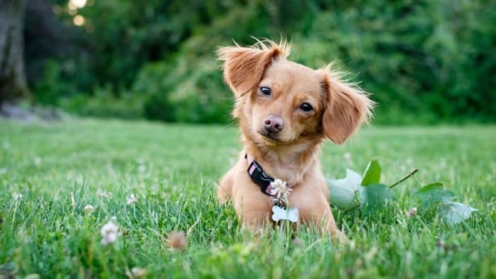 Dachshund Chihuahua Mix