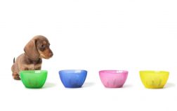 Finding The Best Dog Food For Dachshund Puppies