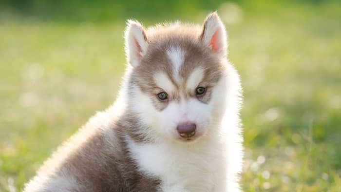 Green-eyed Dog Names For Huskies