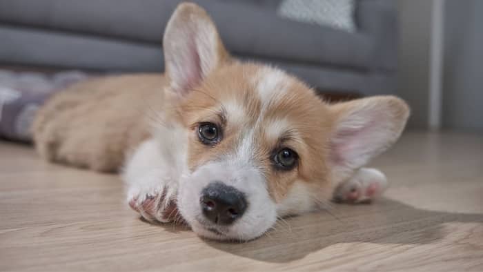 Green-eyed Dog Names For Welsh Corgi