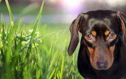 How Can Dogs Have Green Eyes – Amazing Traits