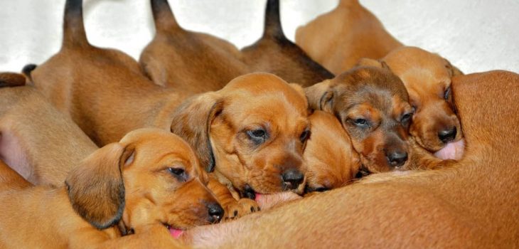 How Many Puppies Can A Dachshund Have And What Else You Need To Know