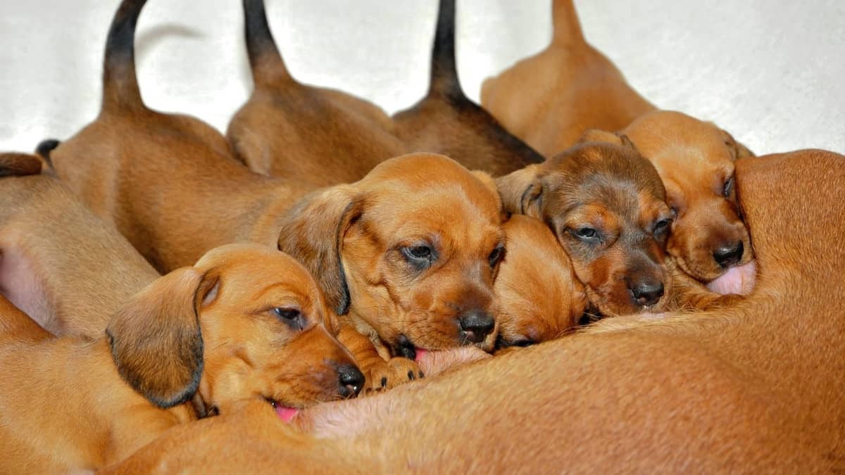 how many puppies can a dachshund dog have