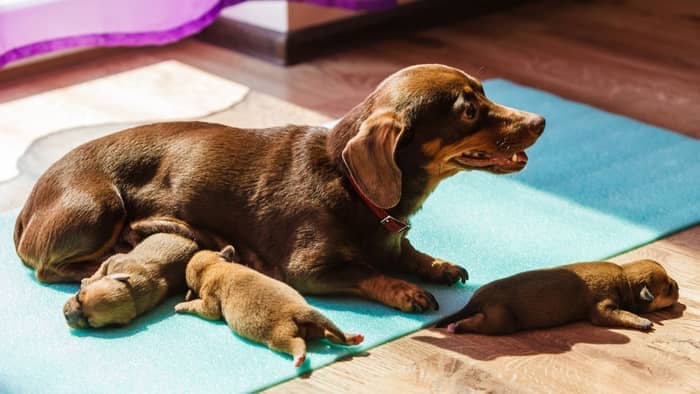 how many puppies are in a first litter