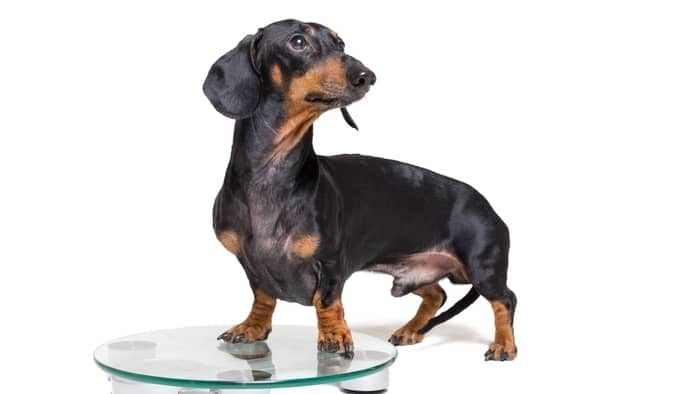 How To Weigh A Dachshund