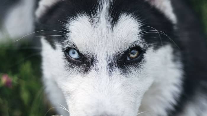Husky with bi-colored eyes
