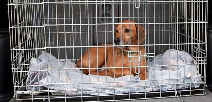 My Dog Poops In Its Crate When Left Alone – What To Do?