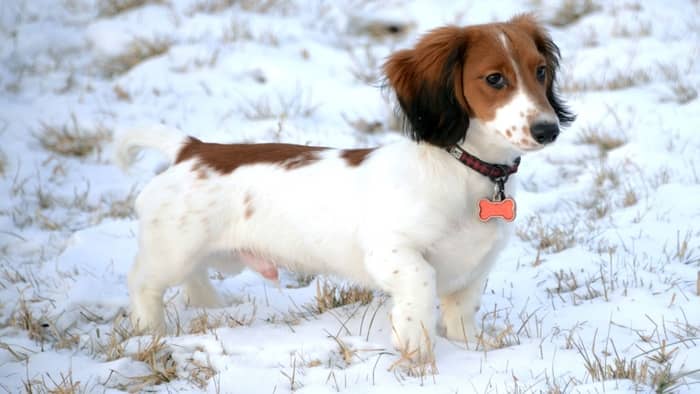 Piebald Dachshund