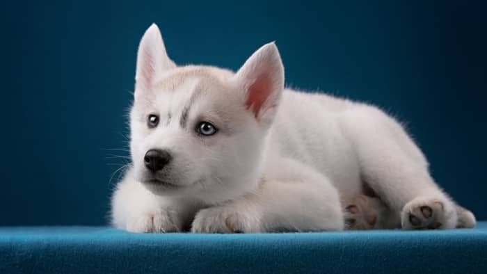 Some puppies may display an eye color that appears green