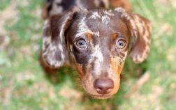 The Most Beautiful Green-eyed Dog Names