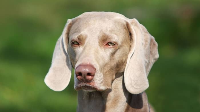 Weimaraner