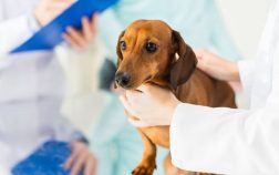 What Are The Key Dachshund Back Problems Symptoms