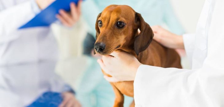 What Are The Key Dachshund Back Problems Symptoms