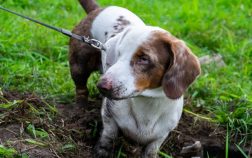 What Is A Double Dapple Dachshund And What Are The Major Health Risks Of These Dogs