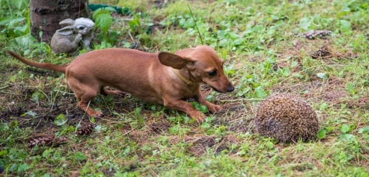 can a dachshund kill a badger