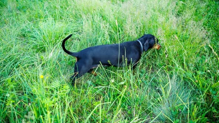What Were Dachshunds Bred To Hunt Originally