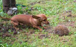 What Were Dachshunds Bred To Hunt – A Surprising History
