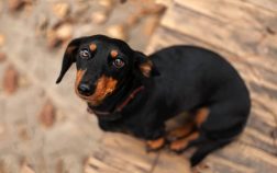 Why Does My Dachshund Shake And What Should I Do?