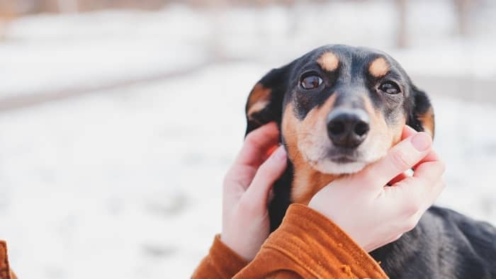 Why does my dachshund shake if it's cold