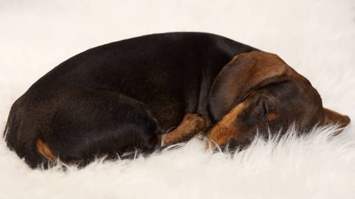 overdose is something a healthy dog should be able to just sleep through with some minor symptoms