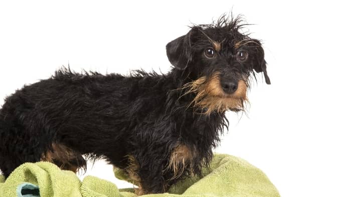 Are Such Wire-haired Dachshunds Easy To Groom
