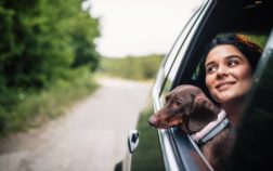 Best Car Seat For Dachshund – 10 Great Suggestions