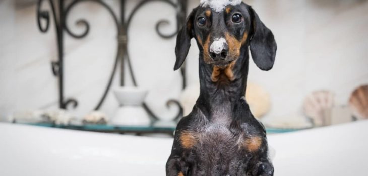 Best Shampoo For Long Haired Dachshund And Other Products