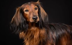 Can You Shave A Long Haired Dachshund – Quick Tips