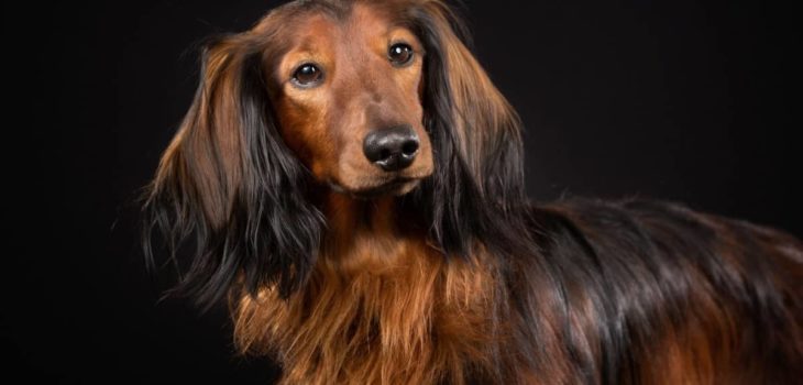 Can You Shave A Long Haired Dachshund – Quick Tips