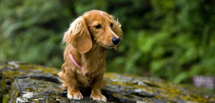 Cream, Wheaton, Fawn, And Blonde Long Haired Dachshunds
