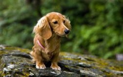 Cream, Wheaton, Fawn, And Blonde Long Haired Dachshunds – What’s The Difference?