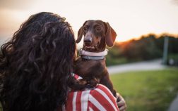 Dachshund Age In Human Years – How Old Is Your Doxie Really?