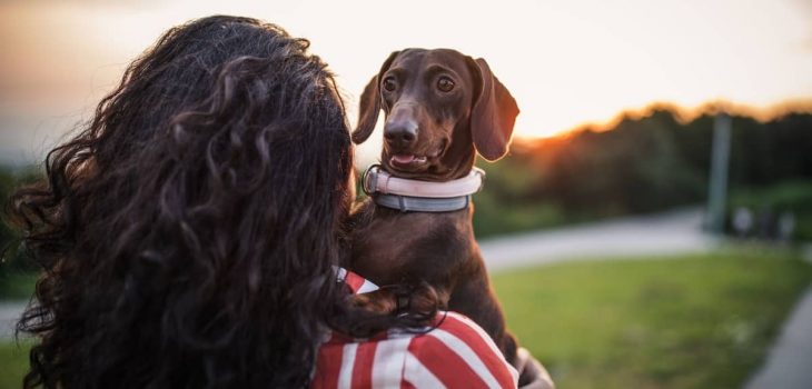Dachshund Age In Human Years – How Old Is Your Doxie Really?