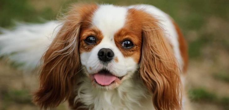 Dachshund And Cavalier King Charles Mix – A Unique Dashalier Pet