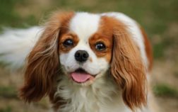 Dachshund And Cavalier King Charles Mix – A Unique Dashalier Pet