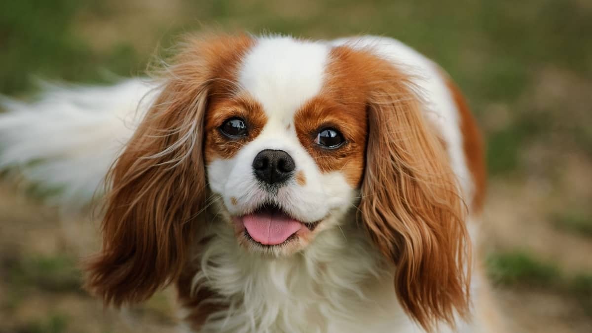 dachshund-and-cavalier-king-charles-mix-ett-unikt-dashalier-husdjur