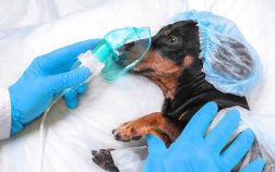 Dachshund Back Surgery Success Rate And Why It’s Worth It