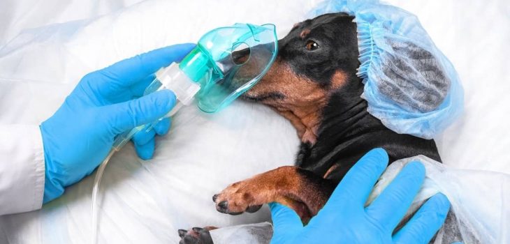 Dachshund Back Surgery Success Rate And Why It’s Worth It