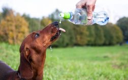 Dachshund Coughs After Drinking Water – What Does It Mean?