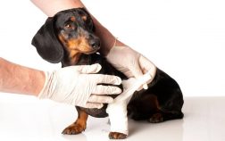 Dachshund Front Leg Problems And What To Do About Them
