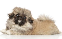 Dachshund Pekingese Mix Puppies – The Perfect Family Pet?