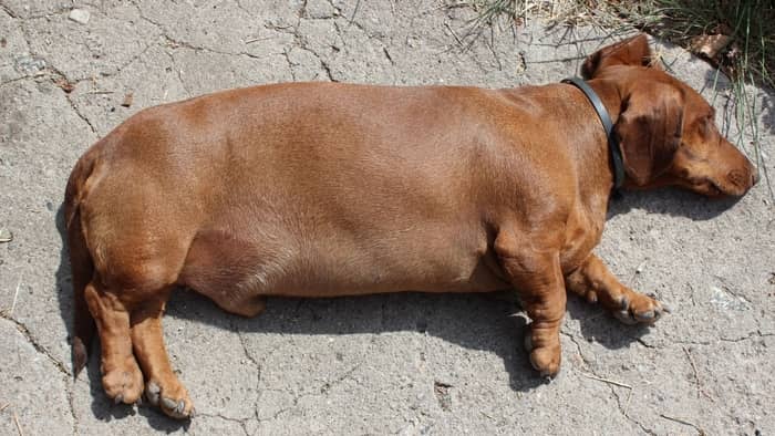 Doxie with back pain may just prefer sleeping straight on the side