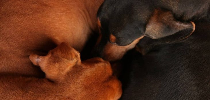 How Much Do Dachshunds Sleep On Average And Why?